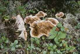 Attēlu rezultāti vaicājumam “Phellodon tomentosus”