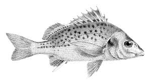 Image result for Pomadasys commersonnii