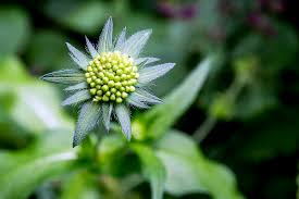 Attēlu rezultāti vaicājumam “Knautia arvensis bud”