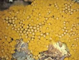 Attēlu rezultāti vaicājumam “Oligonema favogineum”