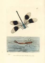 Attēlu rezultāti vaicājumam “Calopteryx splendens”