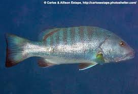 Image result for Lutjanus cyanopterus