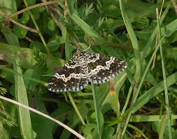 Attēlu rezultāti vaicājumam “Epirrhoe tristata imago”