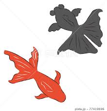 Image result for 出目金