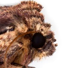 Attēlu rezultāti vaicājumam “Apamea epomidion”