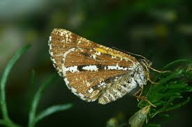 Attēlu rezultāti vaicājumam “Bupalus piniaria male”