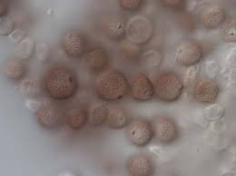 Attēlu rezultāti vaicājumam “Sphacelotheca hydropiperis”