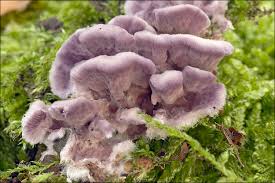 Attēlu rezultāti vaicājumam “Chondrostereum purpureum”