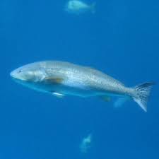 Image result for Argyrosomus japonicus