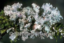 Attēlu rezultāti vaicājumam “Platismatia glauca”