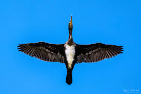Attēlu rezultāti vaicājumam “Phalacrocorax carbo adult”