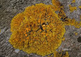 Attēlu rezultāti vaicājumam “Xanthoria parietina”