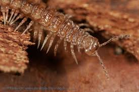 Attēlu rezultāti vaicājumam “Polypogon tentacularius”