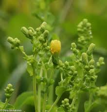 Attēlu rezultāti vaicājumam “Lactuca sativa flower”
