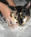 NYC Dog and Cat Grooming Services in-home,house calls, mobile Dog ...