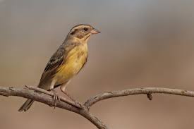 Image result for Emberiza aureola