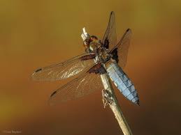 Attēlu rezultāti vaicājumam “Libellula depressa male”