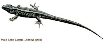 Attēlu rezultāti vaicājumam “Lacerta agilis male”