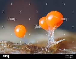 Attēlu rezultāti vaicājumam “Lycogala conicum young”