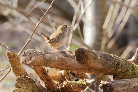 Attēlu rezultāti vaicājumam “Troglodytes troglodytes”