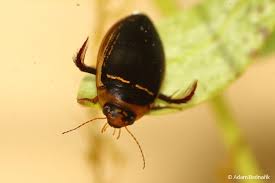 Attēlu rezultāti vaicājumam “Hydaticus transversalis”