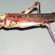 Attēlu rezultāti vaicājumam “Entomophaga grylli”