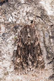 Attēlu rezultāti vaicājumam “Brachionycha nubeculosa”