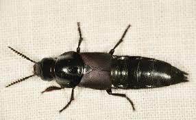 Attēlu rezultāti vaicājumam “Quedius dilatatus”