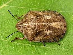 Attēlu rezultāti vaicājumam “Eurygaster testudinaria”