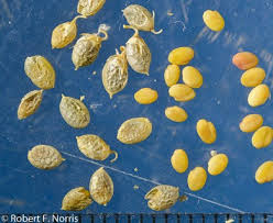 Attēlu rezultāti vaicājumam “Melilotus albus fruit”