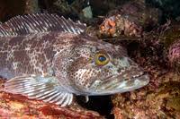 Image result for Ophiodon elongatus