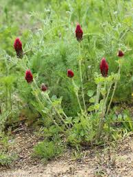 Image result for Trifolium incarnatum