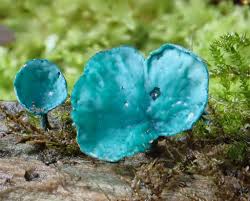 Attēlu rezultāti vaicājumam “Chlorociboria aeruginascens”