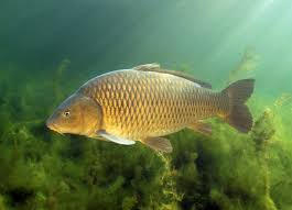 Image result for vissen