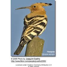 Attēlu rezultāti vaicājumam “Upupa epops adult”