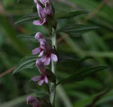 Attēlu rezultāti vaicājumam “Odontites vulgaris leaf”