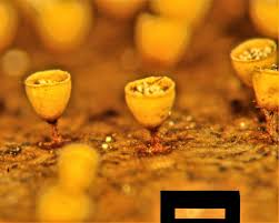 Attēlu rezultāti vaicājumam “Craterium minutum macro”