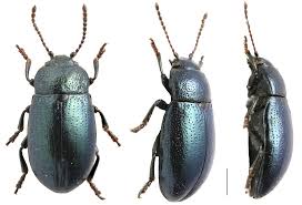 Attēlu rezultāti vaicājumam “Cribraria piriformis young”