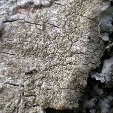 Attēlu rezultāti vaicājumam “Pertusaria coccodes”