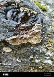 Attēlu rezultāti vaicājumam “Datronia mollis”