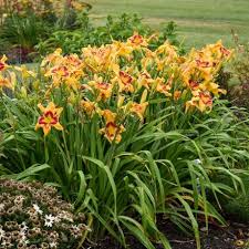Image result for Hemerocallis `Moses Fire`