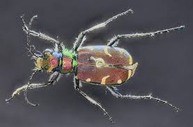 Attēlu rezultāti vaicājumam “Cicindela campestris imago”