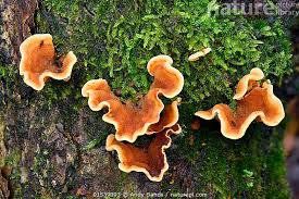 Attēlu rezultāti vaicājumam “Stereum hirsutum”