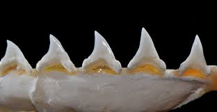 Image result for Alopias superciliosus