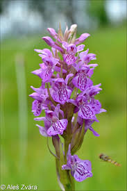 Attēlu rezultāti vaicājumam “Dactylorhiza fuchsii”
