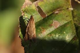 Attēlu rezultāti vaicājumam “Diurnea lipsiella”