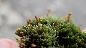 Attēlu rezultāti vaicājumam “Bryum”