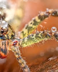 Attēlu rezultāti vaicājumam “Diderma roanense macro”