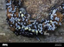 Attēlu rezultāti vaicājumam “Physarum straminipes plasmodium”