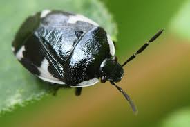 Attēlu rezultāti vaicājumam “Tritomegas bicolor imago”